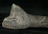 Camptosaurus Tibia w/ Stand - Colorado #14732-4